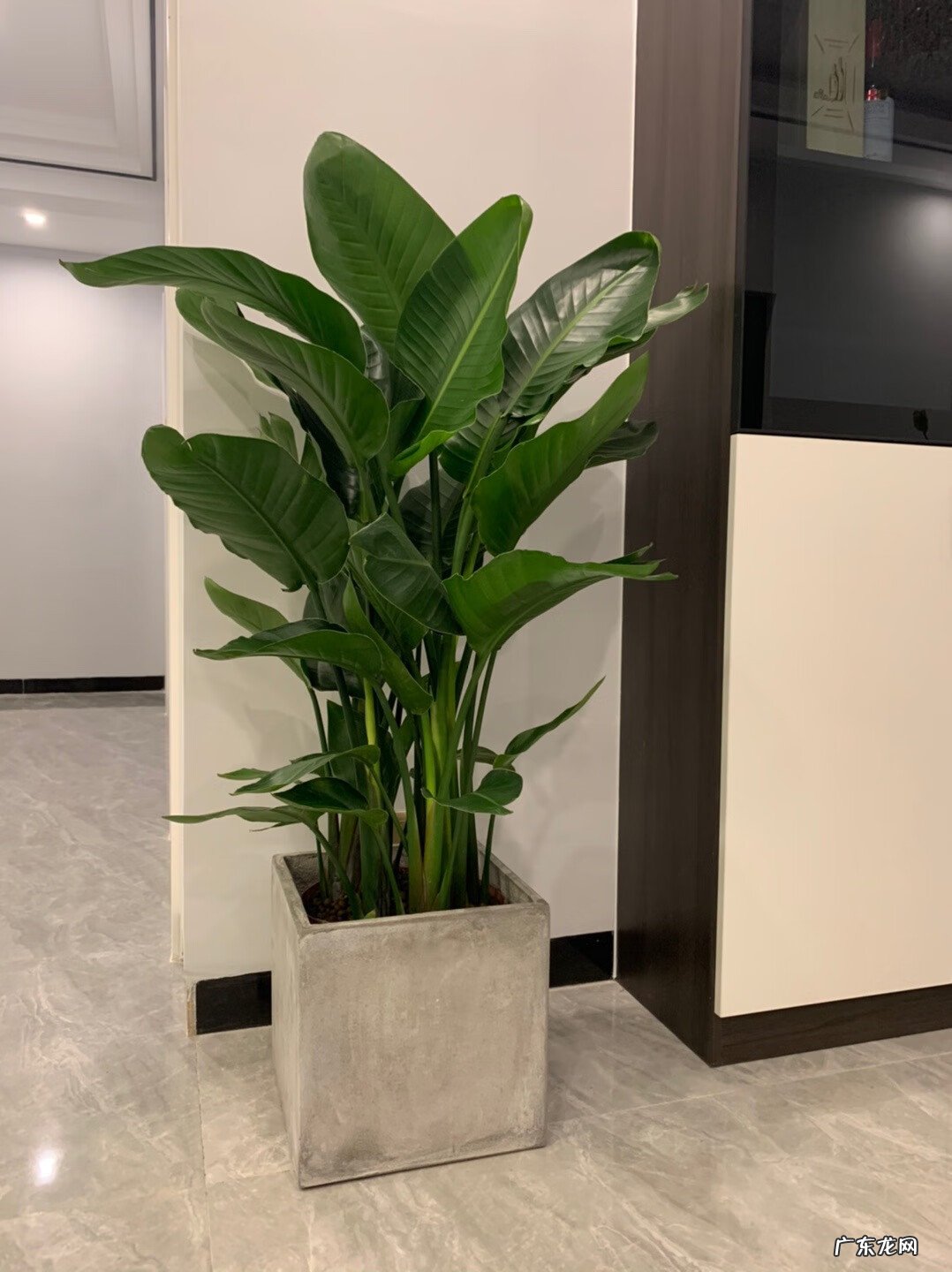 富贵椰子树的风水作用 富贵叶子有什么寓意