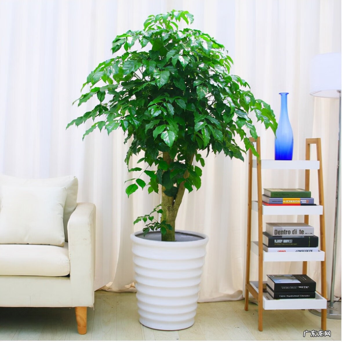 富贵椰子树的风水作用 富贵叶子有什么寓意