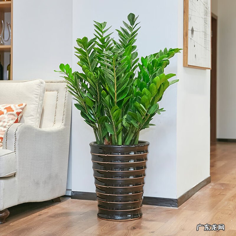 富贵椰子树的风水作用 富贵叶子有什么寓意