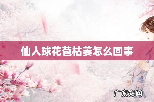 仙人球花苞枯萎怎么回事