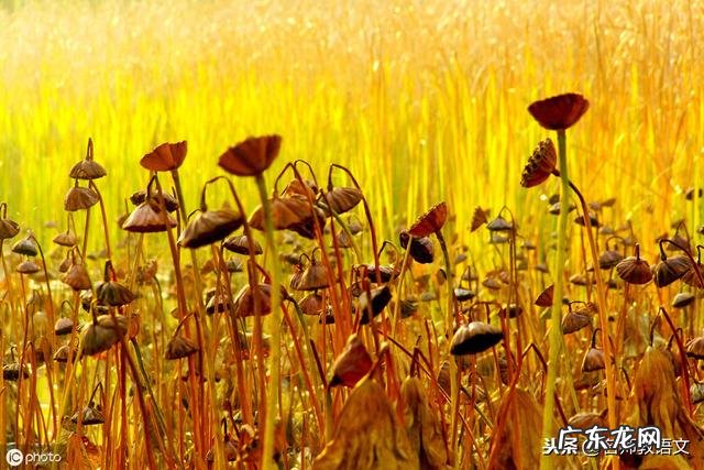 小学生描写秋天景色的作文 写秋天景色的作文结尾