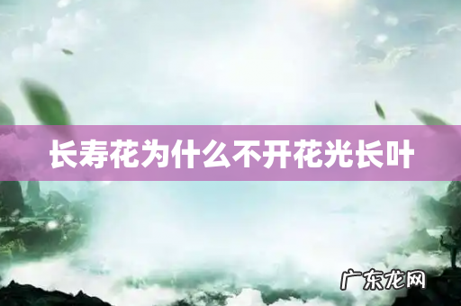 长寿花为什么不开花光长叶
