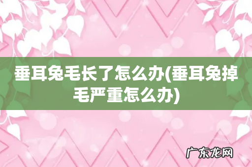 垂耳兔掉毛严重怎么办 垂耳兔毛长了怎么办