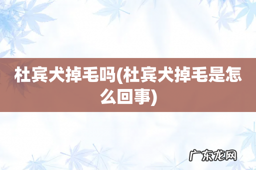杜宾犬掉毛是怎么回事 杜宾犬掉毛吗