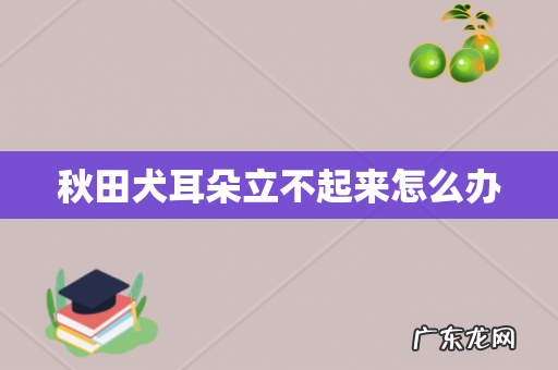 秋田犬耳朵立不起来怎么办