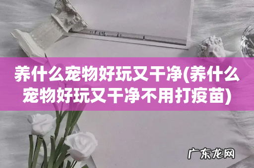 养什么宠物好玩又干净不用打疫苗 养什么宠物好玩又干净