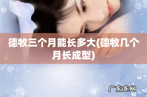 德牧几个月长成型 德牧三个月能长多大