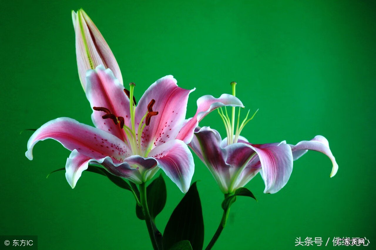 桃木葫芦门帘风水禁忌 桃木风水门帘