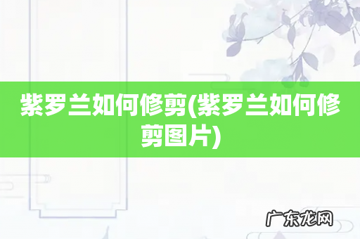 紫罗兰如何修剪图片 紫罗兰如何修剪
