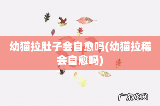 幼猫拉稀会自愈吗 幼猫拉肚子会自愈吗