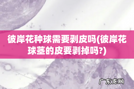 彼岸花球茎的皮要剥掉吗? 彼岸花种球需要剥皮吗