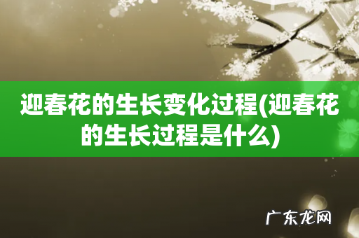 迎春花的生长过程是什么 迎春花的生长变化过程