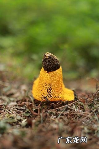 维生素b12片作用 维生素b12片的功效与作用用量