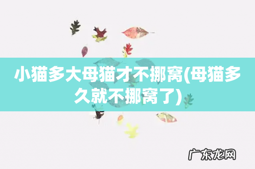 母猫多久就不挪窝了 小猫多大母猫才不挪窝