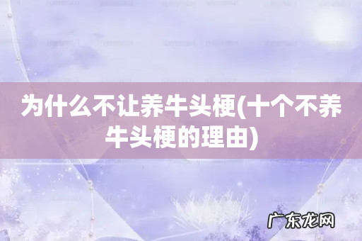 十个不养牛头梗的理由 为什么不让养牛头梗