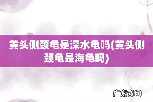 黄头侧颈龟是海龟吗 黄头侧颈龟是深水龟吗