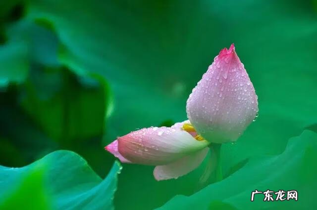 荷花诗句经典 荷花诗句经典名句