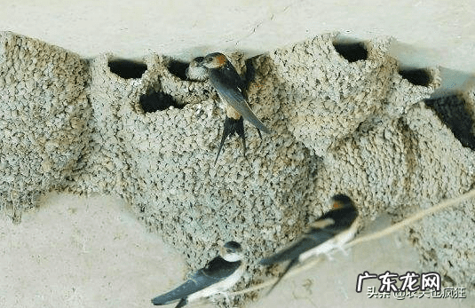 燕子搭窝说明有风水吗 家里来燕子风水好吗