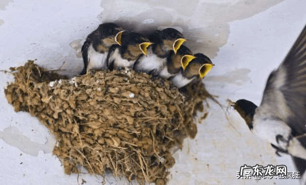 燕子搭窝说明有风水吗 家里来燕子风水好吗