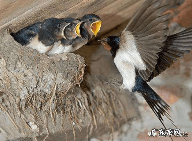 燕子搭窝说明有风水吗 家里来燕子风水好吗