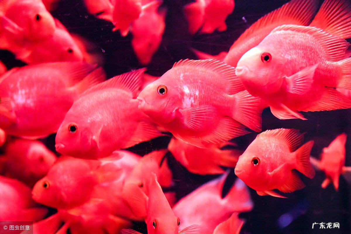 红色金鱼鳞片变白 金鱼为什么变白