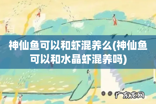 神仙鱼可以和水晶虾混养吗 神仙鱼可以和虾混养么
