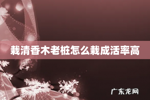 栽清香木老桩怎么栽成活率高