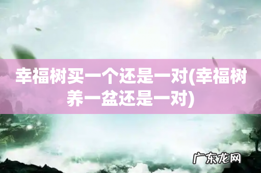 幸福树养一盆还是一对 幸福树买一个还是一对