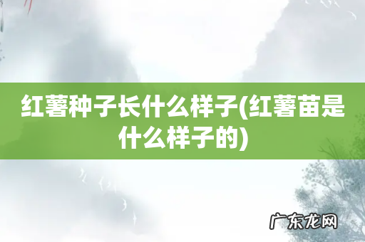 红薯苗是什么样子的 红薯种子长什么样子