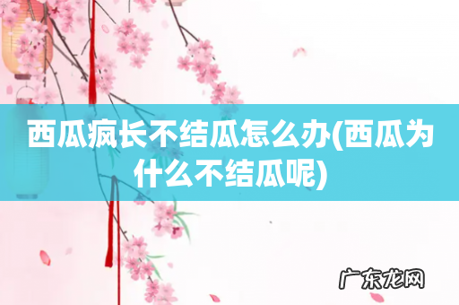 西瓜为什么不结瓜呢 西瓜疯长不结瓜怎么办