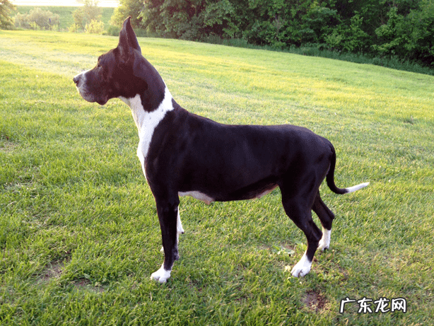 黑狗长白毛是什么原因 黑狗带白毛的风水