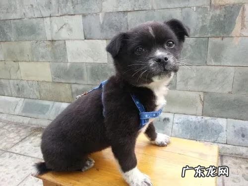 黑狗长白毛是什么原因 黑狗带白毛的风水