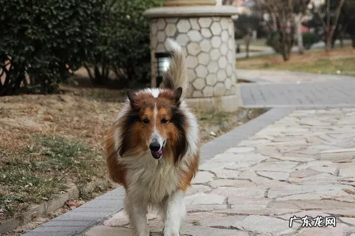 黑狗长白毛是什么原因 黑狗带白毛的风水