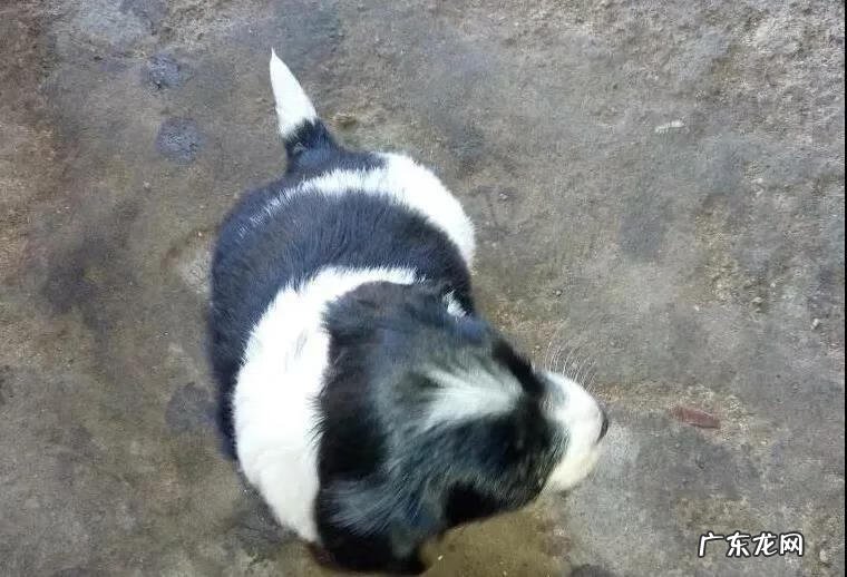黑狗长白毛是什么原因 黑狗带白毛的风水
