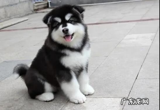 黑狗长白毛是什么原因 黑狗带白毛的风水