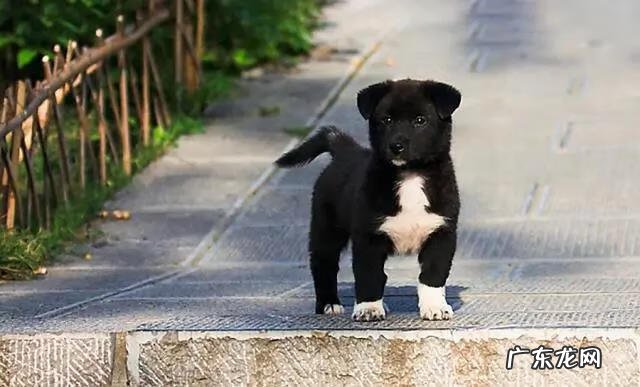 黑狗长白毛是什么原因 黑狗带白毛的风水