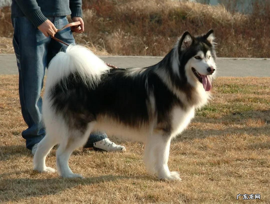 黑狗长白毛是什么原因 黑狗带白毛的风水