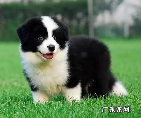 黑狗长白毛是什么原因 黑狗带白毛的风水