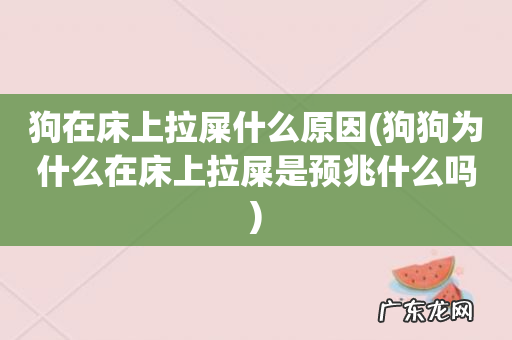 狗狗为什么在床上拉屎是预兆什么吗 狗在床上拉屎什么原因