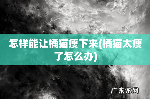 橘猫太瘦了怎么办 怎样能让橘猫瘦下来