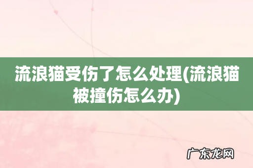 流浪猫被撞伤怎么办 流浪猫受伤了怎么处理