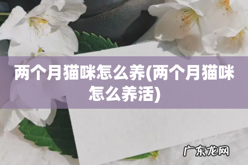 两个月猫咪怎么养活 两个月猫咪怎么养