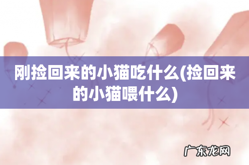 捡回来的小猫喂什么 刚捡回来的小猫吃什么