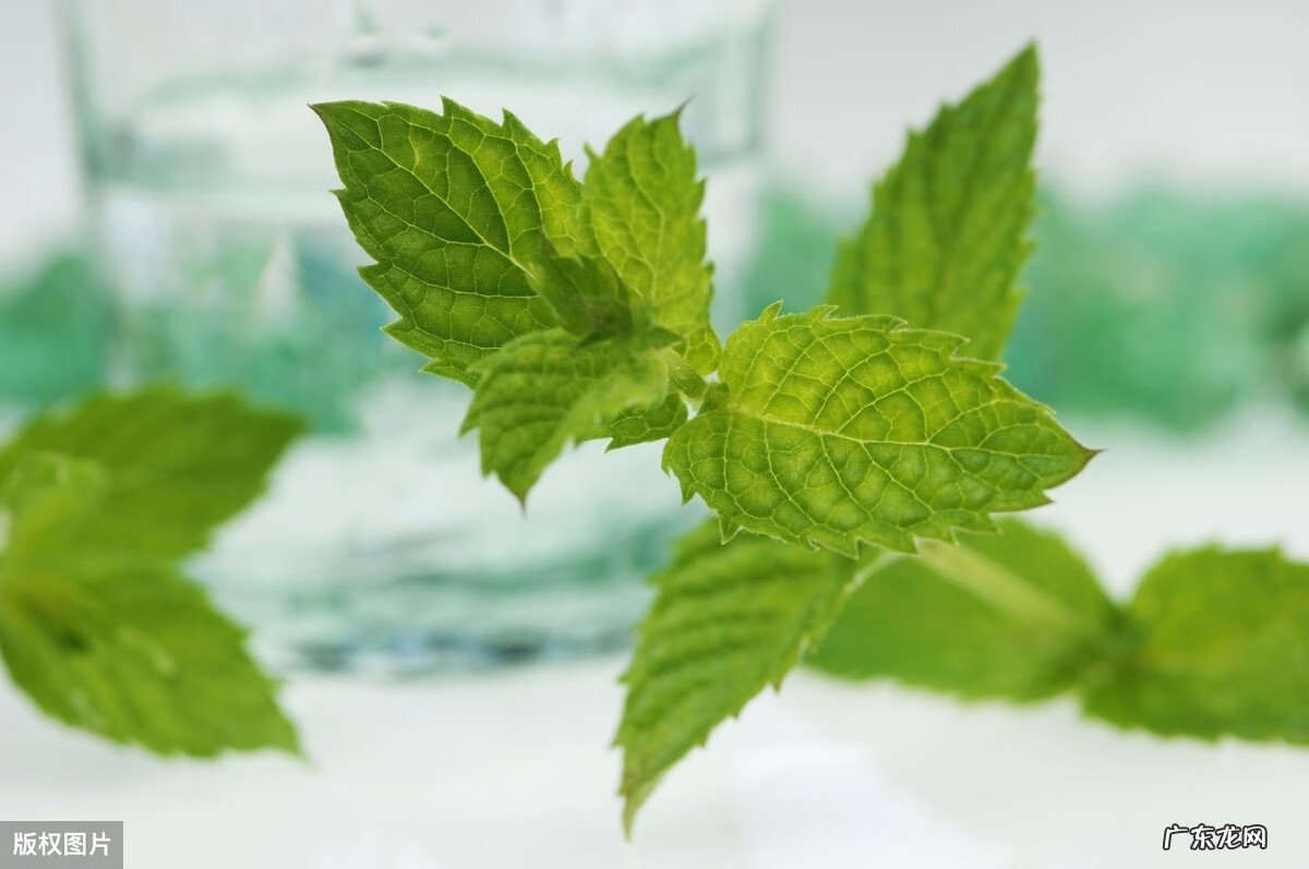 毒蚊子咬了怎么消肿止痒 蚊子咬了怎么消肿止痒最快