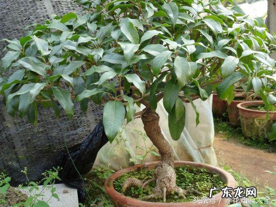 人民的名义吴刚妻子 吴刚 看风水