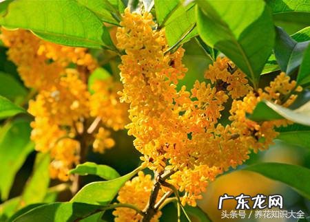 人民的名义吴刚妻子 吴刚 看风水