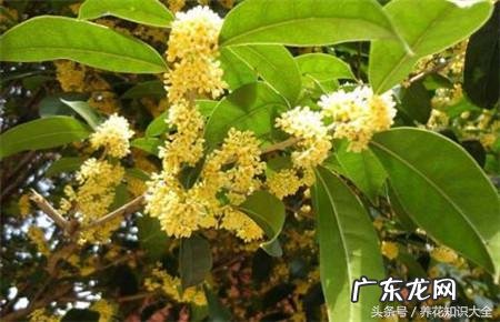 人民的名义吴刚妻子 吴刚 看风水