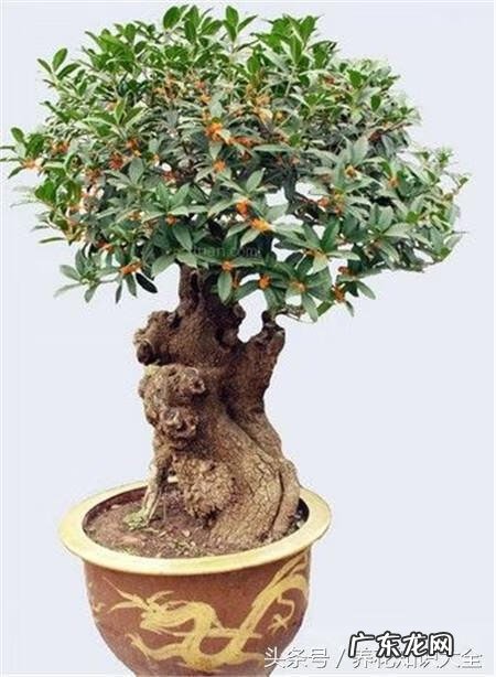 人民的名义吴刚妻子 吴刚 看风水