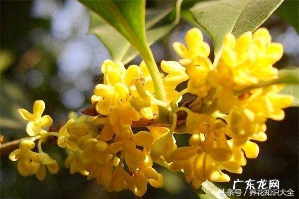 人民的名义吴刚妻子 吴刚 看风水