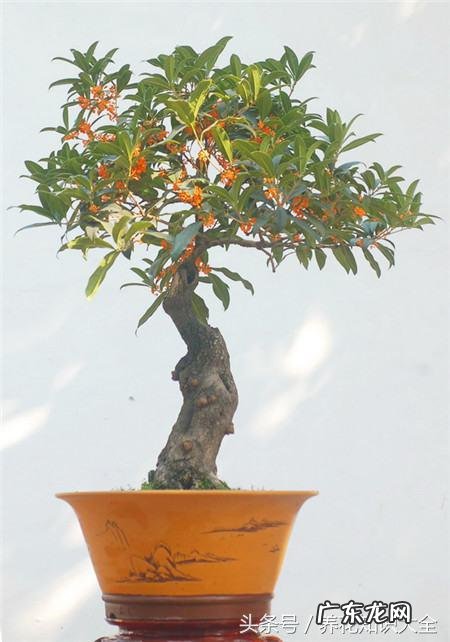 人民的名义吴刚妻子 吴刚 看风水